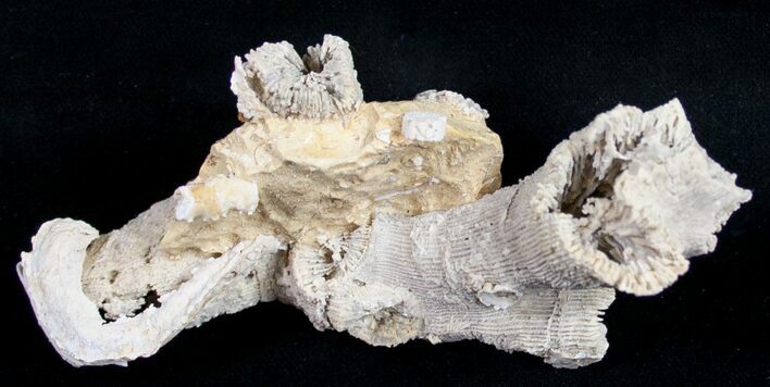 Fossil Coral Colony (Thecosmilia) - Jurassic #9664